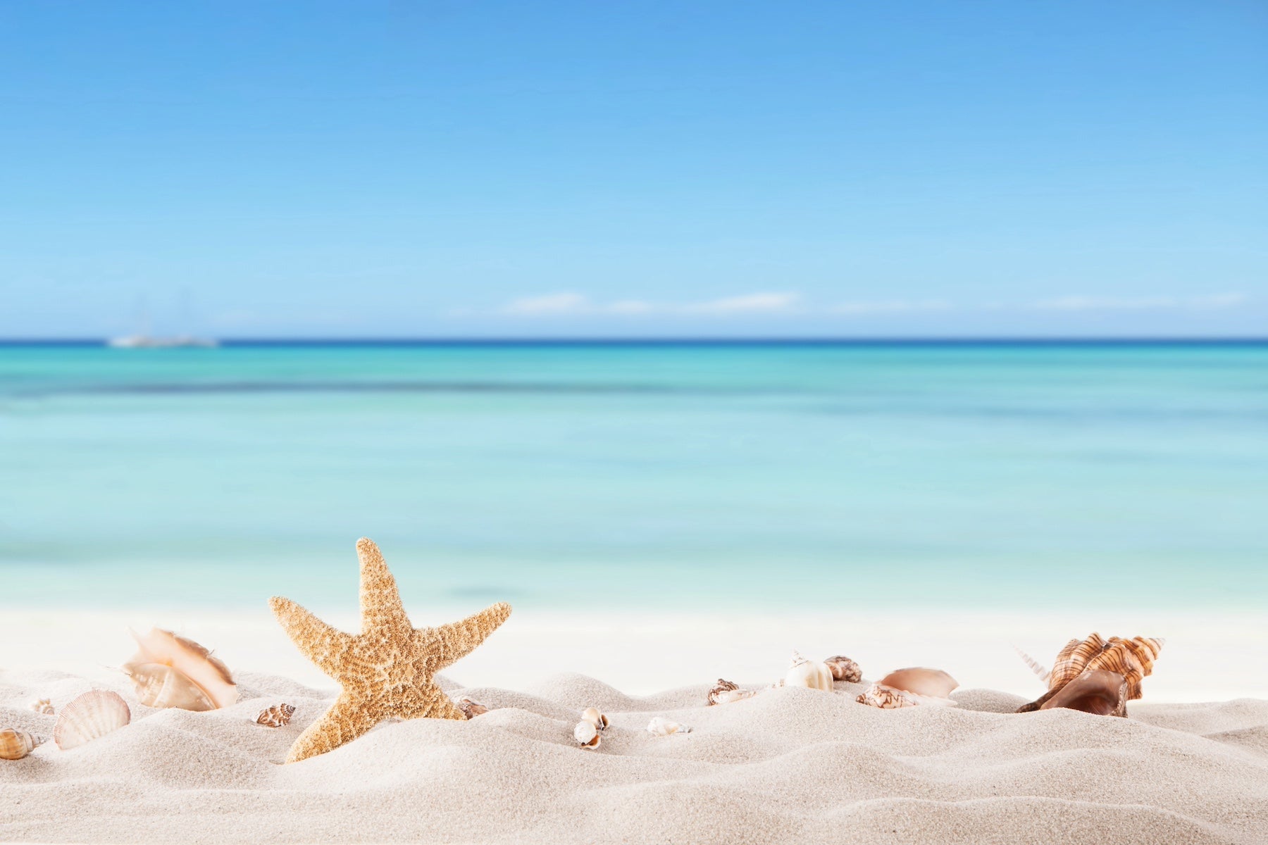 Sunny beach and sand with starfish, shells for Fabbys Art